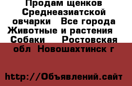 Продам щенков Среднеазиатской овчарки - Все города Животные и растения » Собаки   . Ростовская обл.,Новошахтинск г.